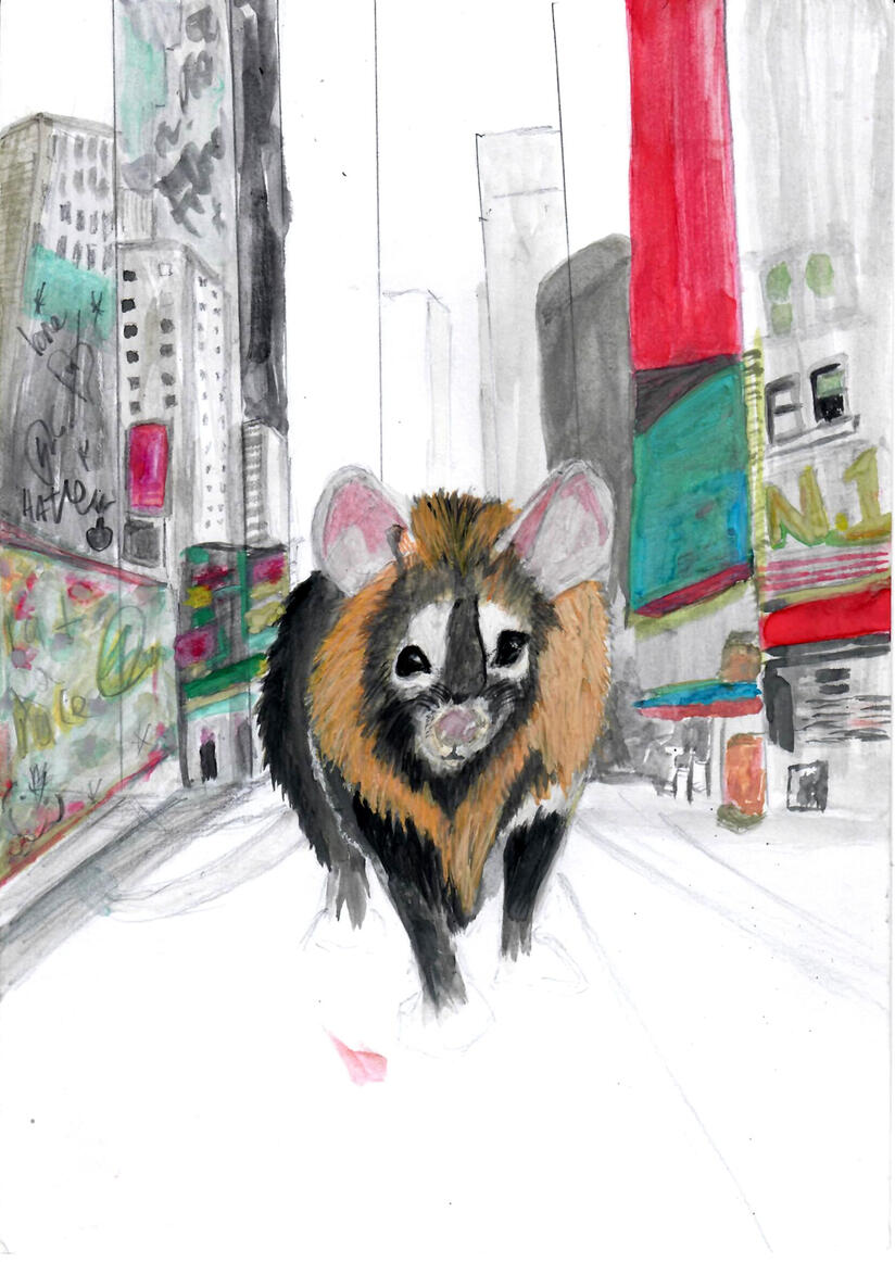 Racoon